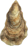 Oyster NH.png