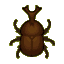 dynastid beetle