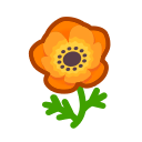 Orange Windflower