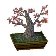 plum bonsai