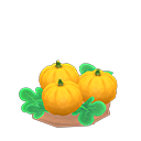 Ripe yellow-pumpkin plant