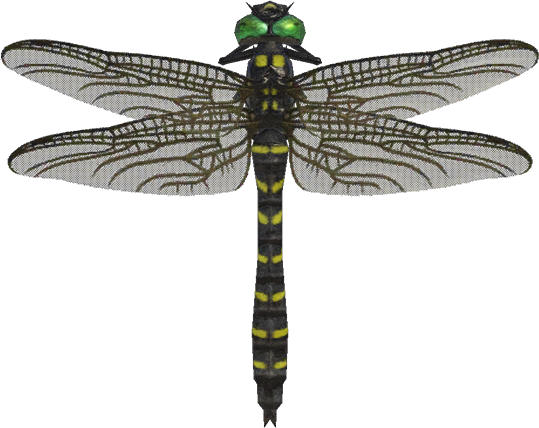 Artwork of Banded Dragonfly