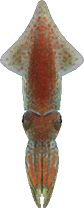Artwork of Firefly Squid