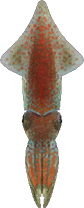 Artwork of firefly squid