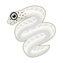 White ribbon eel