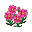 Pink Cosmos (Outside) HHD Icon.png