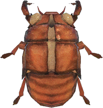 Cicada Shell NH.png