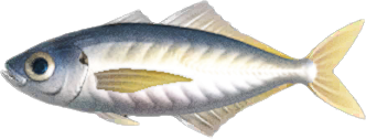 Artwork of horse mackerel