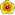 Yellowhibiscusacnl.png