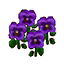 Purple Pansies (Outside) HHD Icon.png