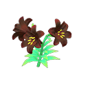 Black-lily plant