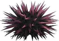 Artwork of sea urchin