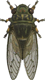 Artwork of walker cicada
