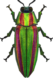 Artwork of Jewel Beetle