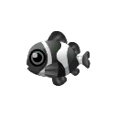 Black Clown Fish