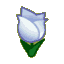 White Tulips CF Icon.png