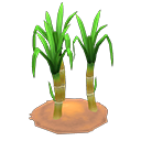 Ripe sugarcane plant