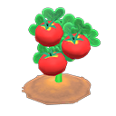 Ripe tomato plant