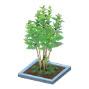 Evergreen Ash (Blue) NH Icon.png