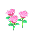 Pink-rose plant
