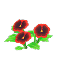 Red-Pansy Plant