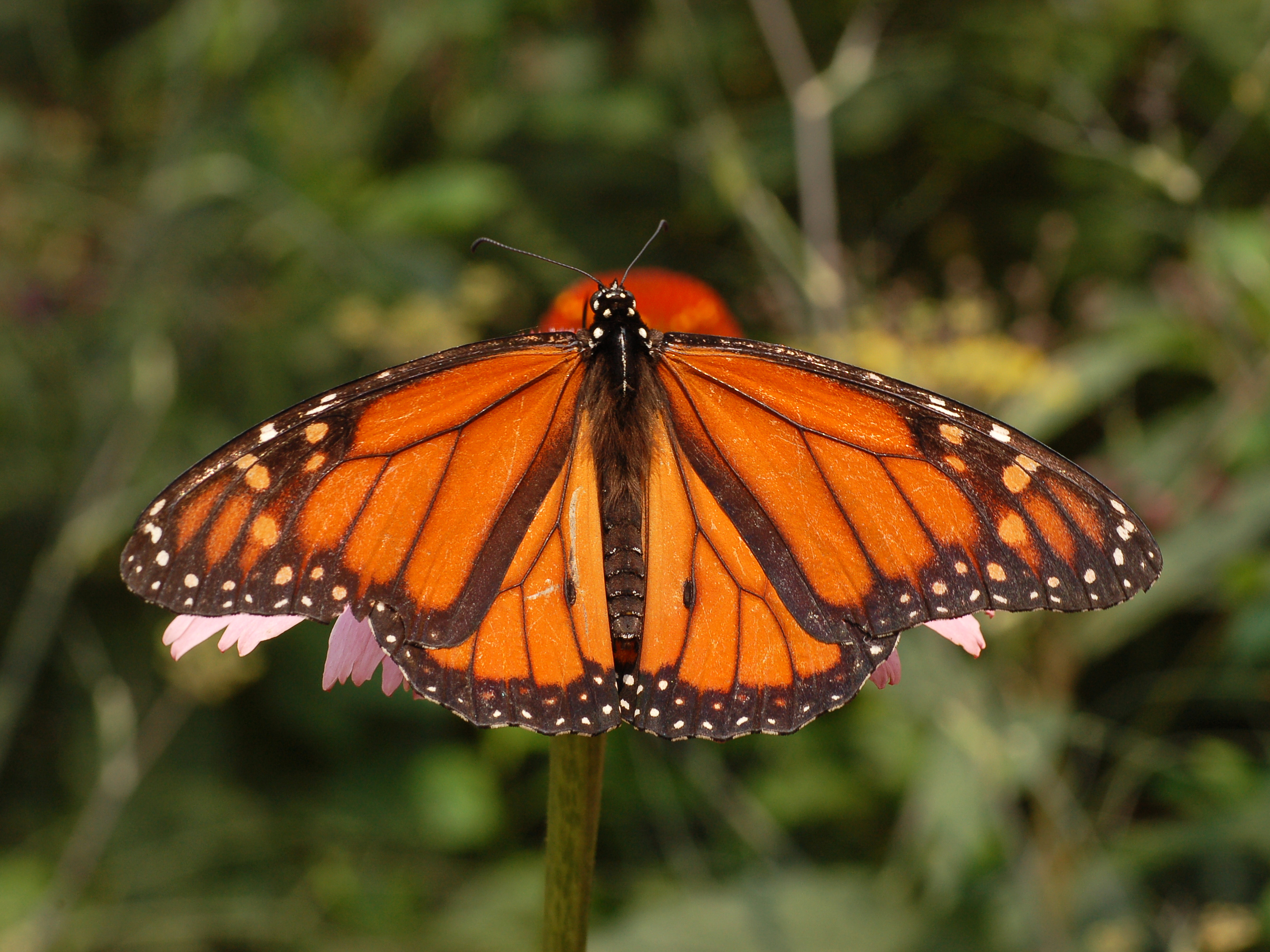 A bright orange male monarch butterfly perched on a purple coneflower.