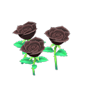 Black-Rose Plant