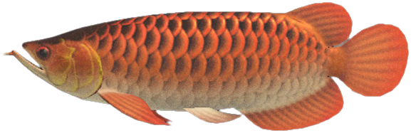 Arowana, Feed and Grow Fish Wikia