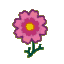 Pink Cosmos CF Icon.png
