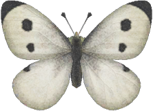 Artwork of common butterfly