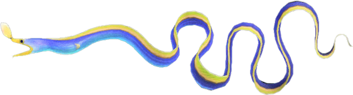 Artwork of Ribbon eel