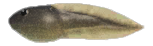 Artwork of Tadpole