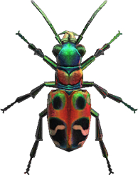 Artwork of Tiger Beetle