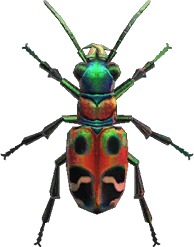 Artwork of tiger beetle