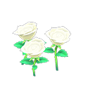White-rose plant