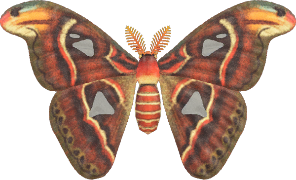 Artwork of Atlas Moth