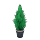 cypress plant