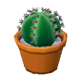 Round mini cactus