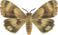 Moth NH.png