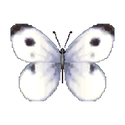 Common Butterfly NL Model.png