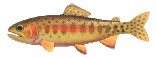 Artwork of golden trout