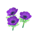 Purple-windflower plant