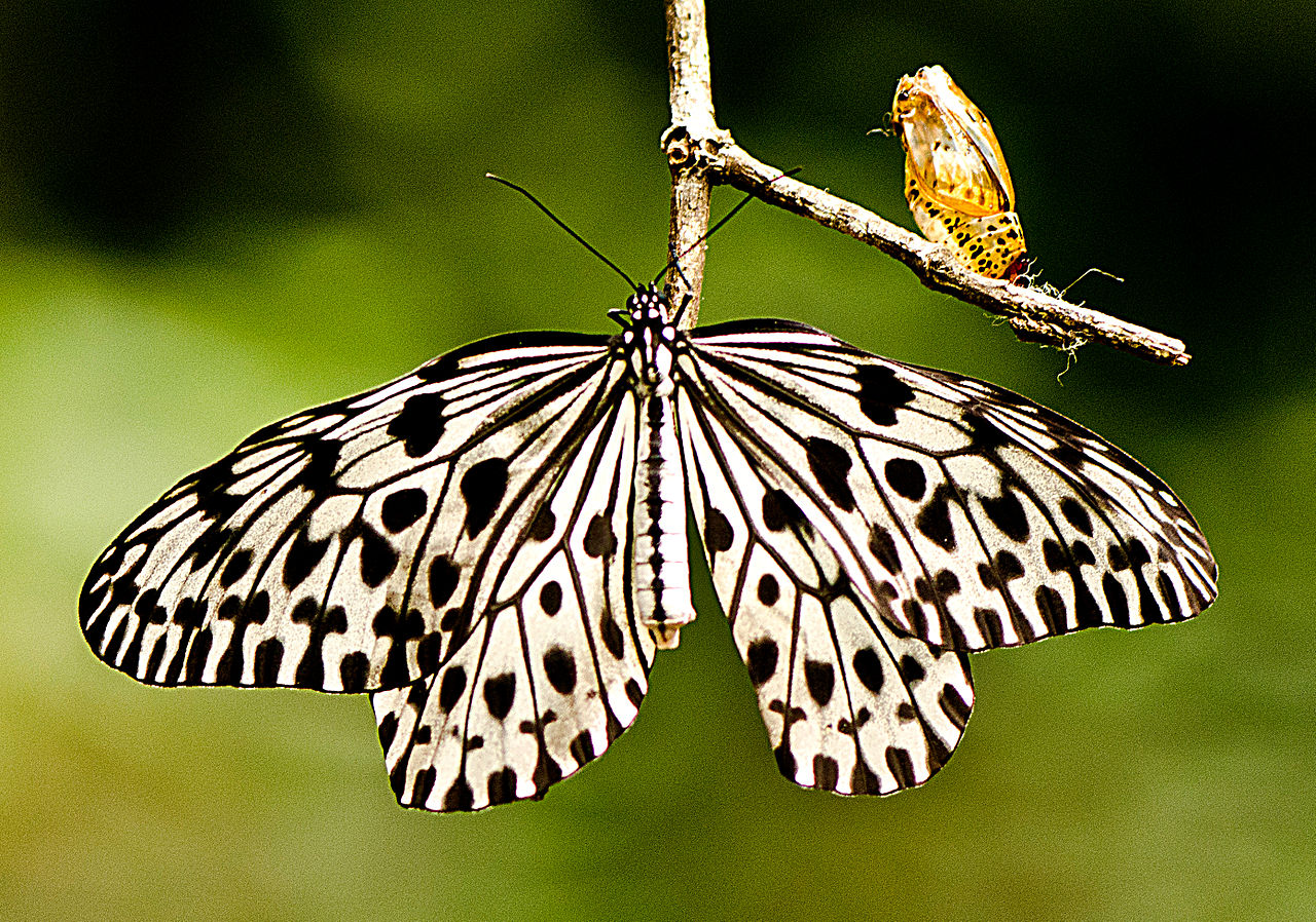 FilePaper Kite Butterfly Real.jpg Animal Crossing Wiki Nookipedia