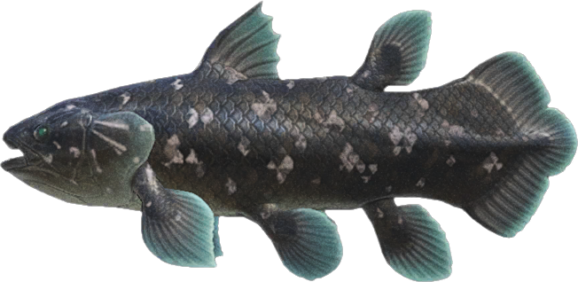 Coelacanth - Animal Crossing Wiki - Nookipedia