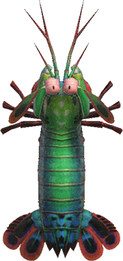 Artwork of Mantis Shrimp