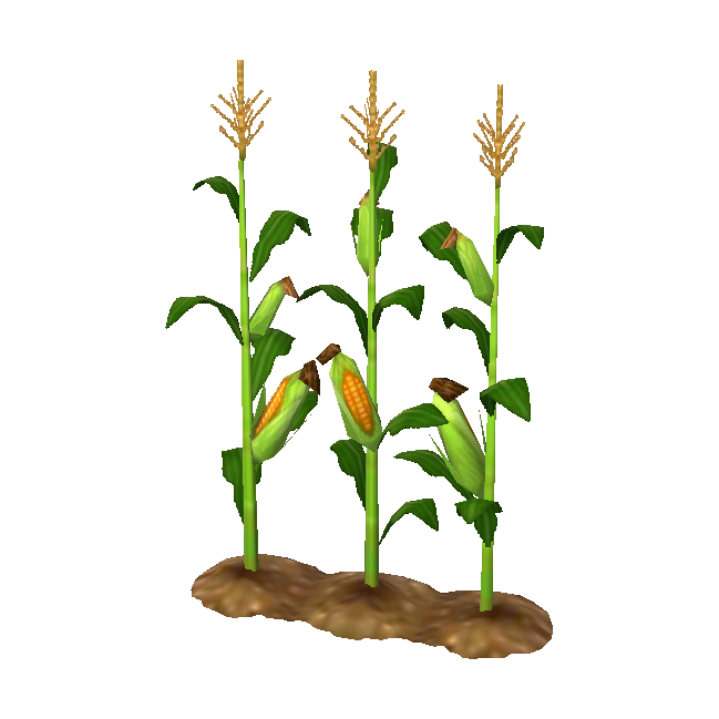 cornstalks