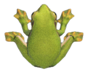 Artwork of Frog