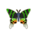 Madagascan sunset moth