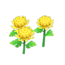 Yellow-mum plant