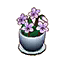 White Violets HHD Icon.png